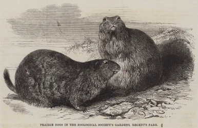 Prairiehonden in de Tuinen van de Zoological Society, Regent